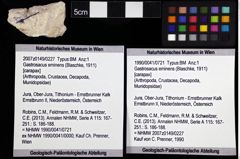 Foto (Objket + Etiketten) von Gastrosacus eminens (Blaschke, 1911) 